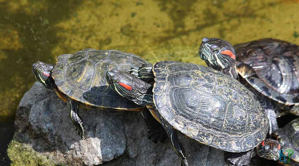 The Habitat Of A Red-Eared Slider Turtle