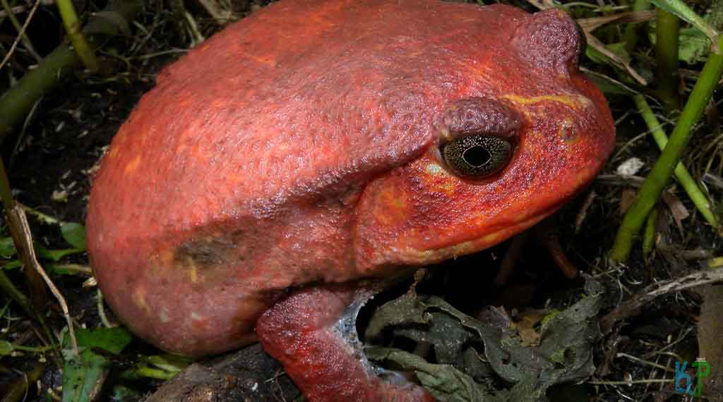 Tomato Frog - Beginner's Guide to Pet Frogs