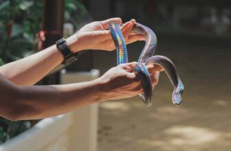 Top 20 Pet Snakes Perfect for First-Time Owners - THUMBNAIL
