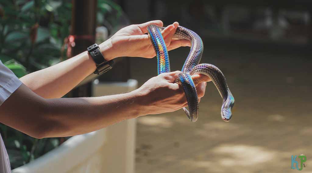 top-20-pet-snakes-perfect-for-first-time-owners-known-pets