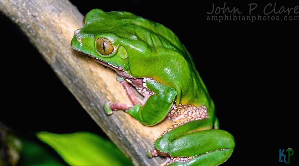 Waxy Monkey Frog - Beginner's Guide to Pet Frogs