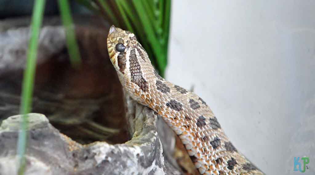 Western Hognose Snake - Pet Snakes Perfect for First-Time Owners