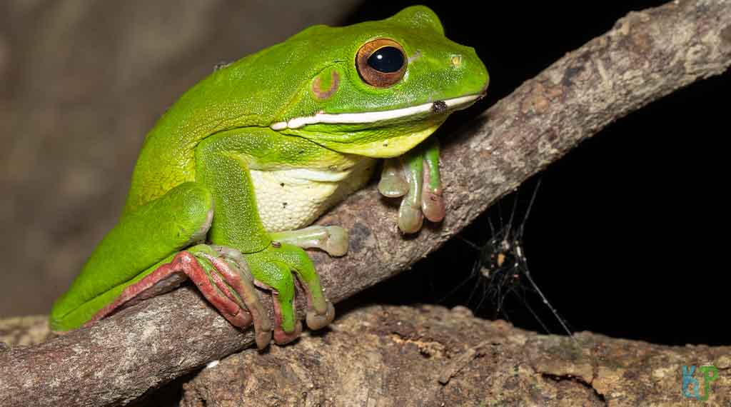 White Lipped Tree Frog - Beginner's Guide to Pet Frogs