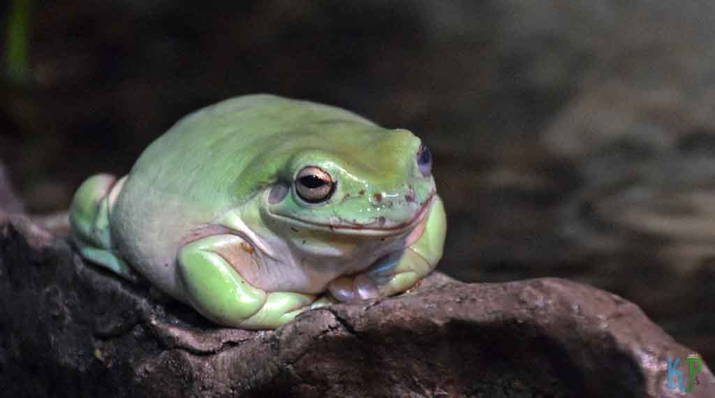 White’s Tree Frog - Beginner's Guide to Pet Frogs