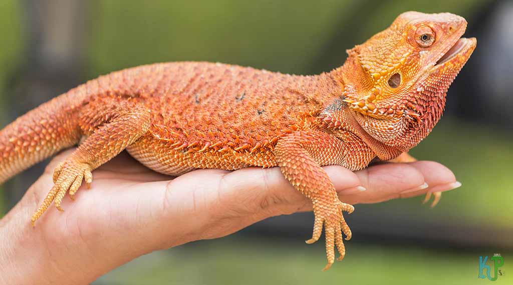 Why Are They Named “Bearded Dragons”