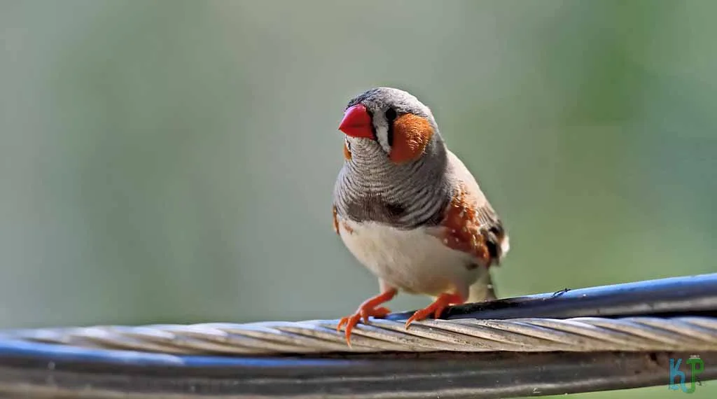 Zebra Finches - Pet Bird Species for Older People