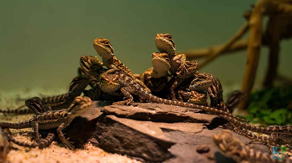 Bearded Dragon Basics A Complete Care Guide for Beginners
