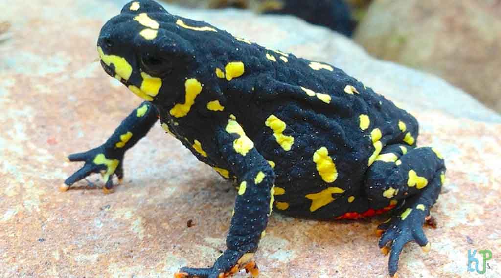 bumble bee walking toad - Beginner's Guide to Pet Frogs