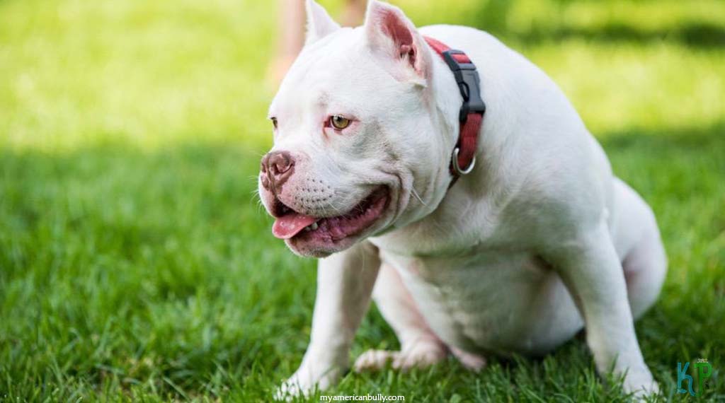 1. White American Bullies - Top 10 Most Expensive Pitbulls Ever Sold