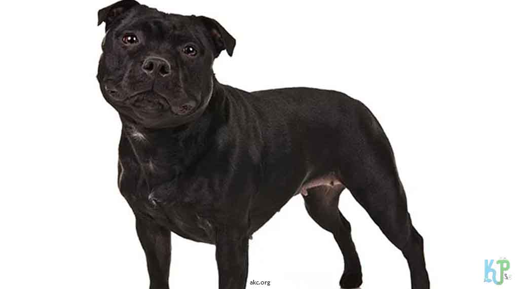 10. Black Staffordshire American Bulldogs - Top 10 Most Expensive Pitbulls Ever Sold