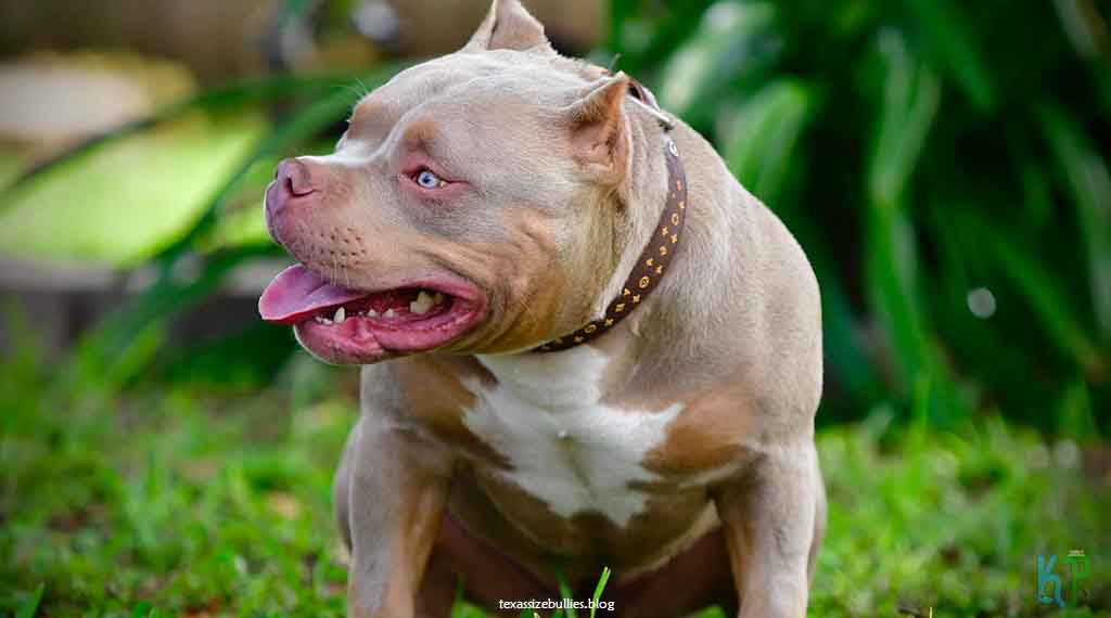 2. Champagne Tri American Bullies - Top 10 Most Expensive Pitbulls Ever Sold