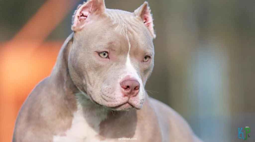 3. Champagne American Bullies - Top 10 Most Expensive Pitbulls Ever Sold