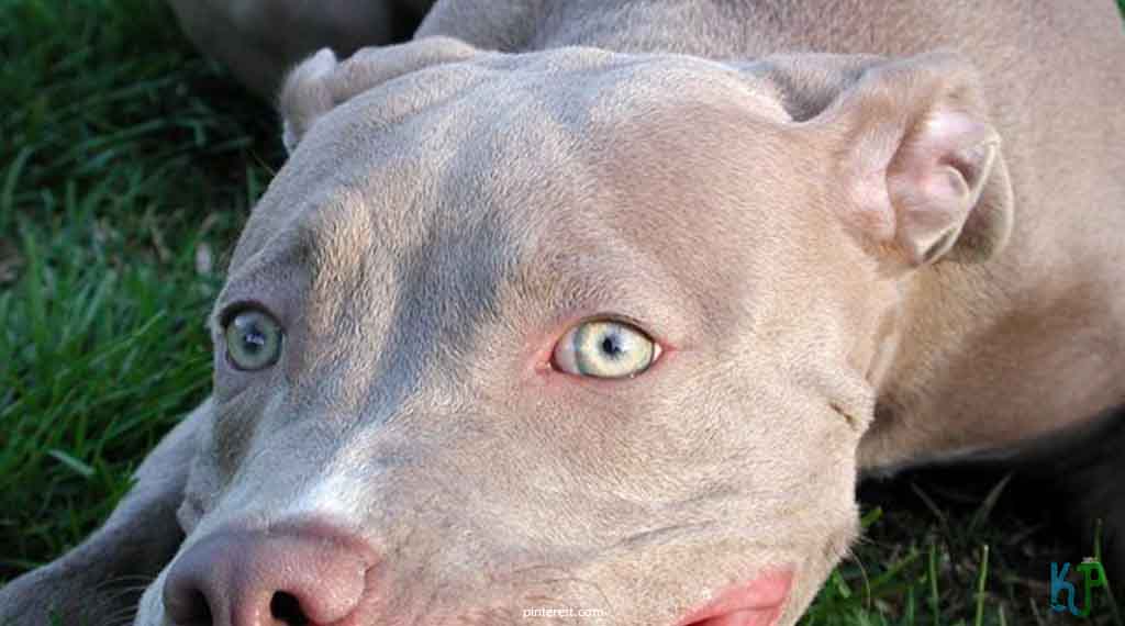 4. Fawn American Pitbull Terriers - Top 10 Most Expensive Pitbulls Ever Sold
