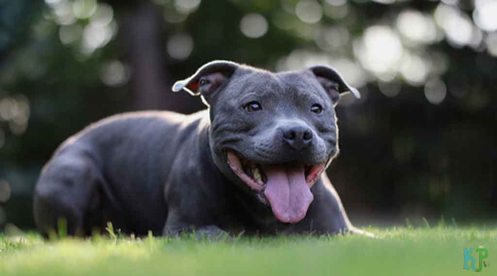 5. Blue Staffordshire Bull Terriers - Top 10 Most Expensive Pitbulls Ever Sold