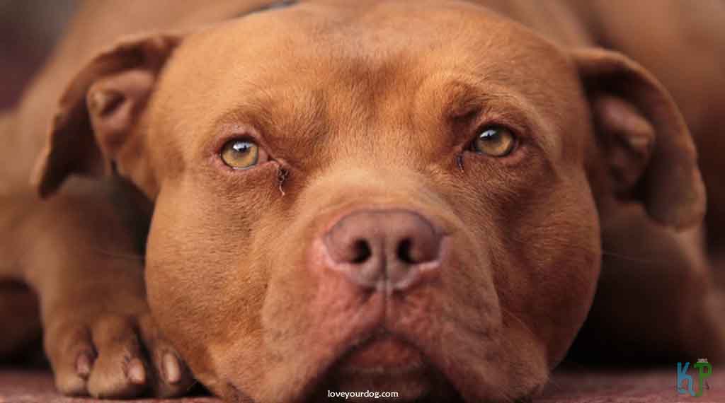 6. Red American Pitbull Terriers - Top 10 Most Expensive Pitbulls Ever Sold