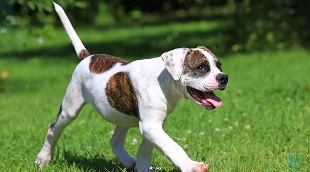 8. White and Brindle American Bulldogs - Top 10 Most Expensive Pitbulls Ever Sold (1)