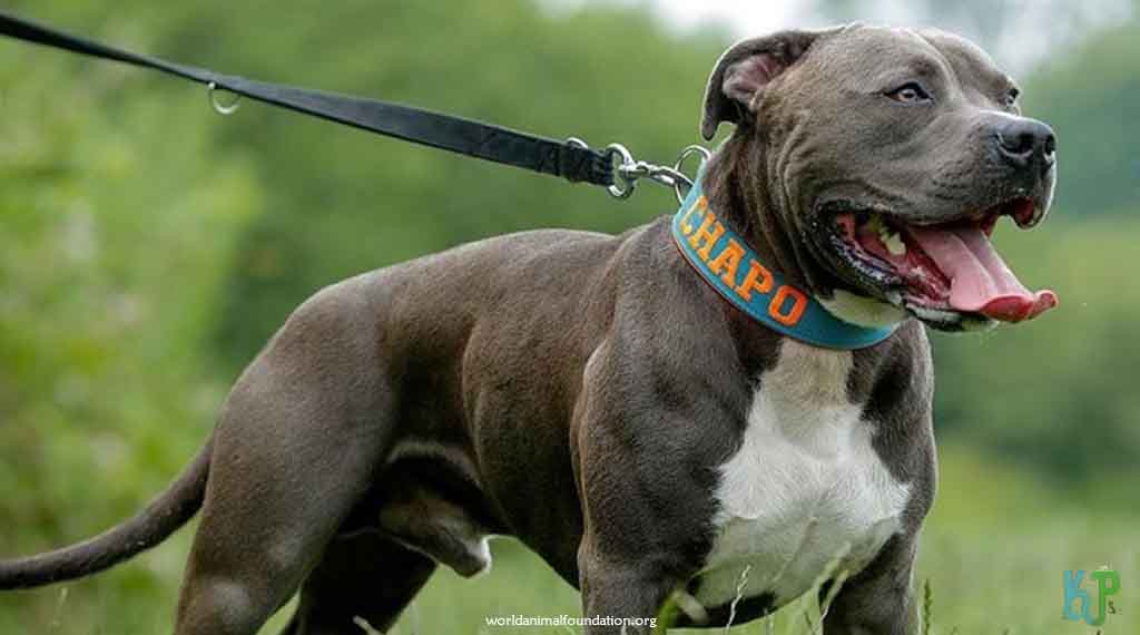 8. White and Brindle American Bulldogs - Top 10 Most Expensive Pitbulls Ever Sold (2)