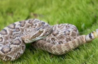 Be Careful! Discover How Far a Rattlesnake Can Strike - COVER