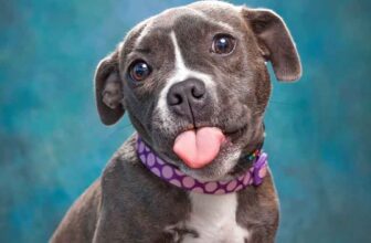 Top 10 Most Expensive Pitbulls Ever Sold - COVER