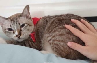 Why Do Cats Like Being Slapped On the Bottom So Much Facts & FAQ - COVER