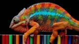 10 Chameleon Myths and Misconceptions
