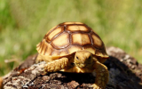 Top 10 facts about Sulcata Tortoise