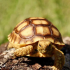 vegetables for bearded dragon, what you should know