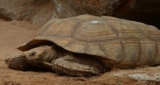 African spurred tortoise food list: Best and Worst Choices