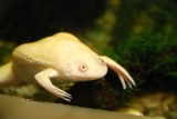 Albino African Clawed Frog Care