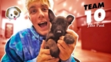 All that you need to know about the Jake Paul Dog