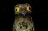 All that you should know about the exotic Great Potoo Bird