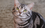 American Shorthair Cat Breed Characteristics & Care