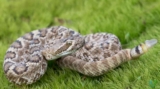 Be Careful! Discover How Far a Rattlesnake Can Strike