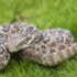 10 Chameleon Myths and Misconceptions
