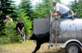 Bear hunting dog you didn’t know before