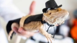 Bearded Dragon Basics A Complete Care Guide for Beginners