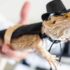 Beginner’s Guide to Pet Frogs: 17 Popular Species