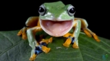 Beginner’s Guide to Pet Frogs: 17 Popular Species