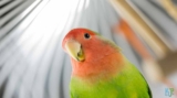 Best 7 Pet Bird Species for Older People