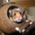 Top 10 facts about sugar gliders you didn’t know
