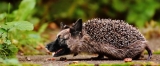 Can hedgehogs eat dry dog food