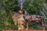 Catahoula leopard dog breeders Midwest