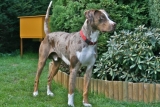 Catahoula leopard dog breeders east coast, beginner’s guide
