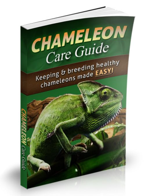<strong><strong><a href="https://6e08aexogq7y8manjm5qgu2n7e.hop.clickbank.net" target="_blank" rel="noreferrer noopener">Chameleon Care Guide</a></strong></strong>