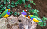 Gouldian Finch Bird Species Profile, Characteristics & Care