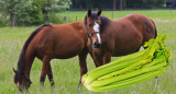 Is celery good for horses finally explained