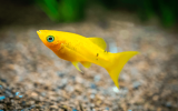 Platy fish Care Guide, Characteristics, Diet, Lifespan & Price