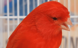 Red Factor Canary Care Guide, Personality, Diet & Health