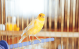 Song Canary Bird Characteristics, food & Care