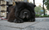 TOP 10 Dog Breeds That Look Like Bears or Teddy Bears